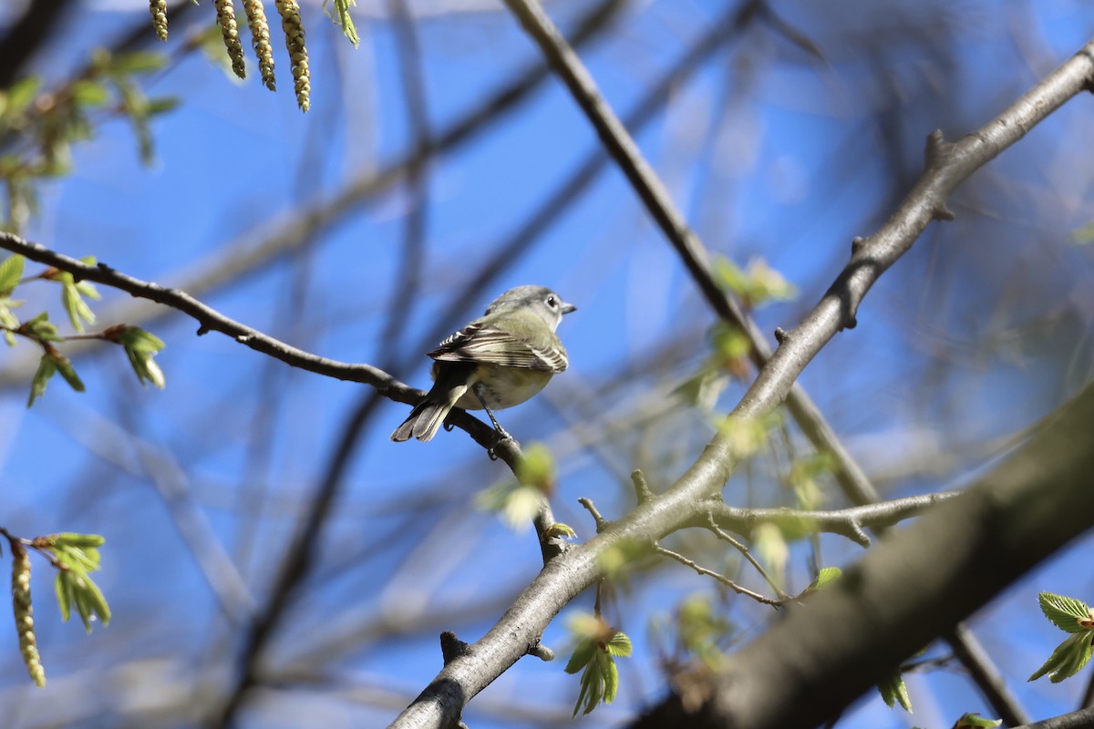 Blue-headed Vireo - ML633961241