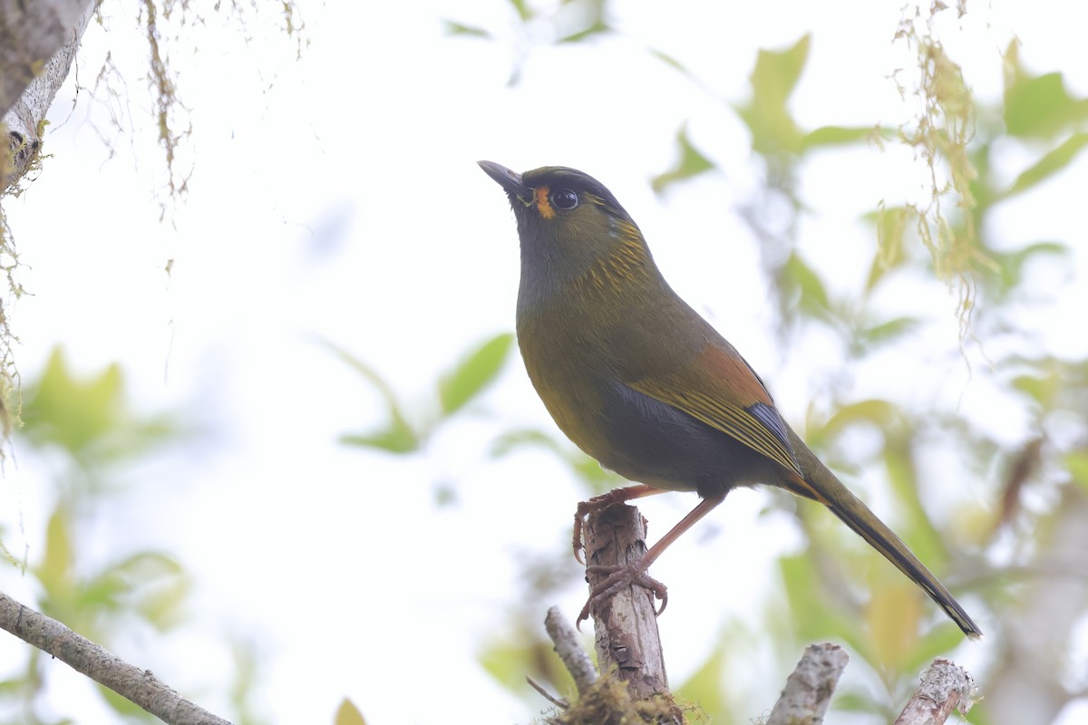 Taiwan Liocichla - ML633961303