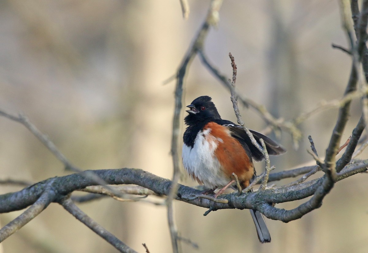 Eastern Towhee - ML633961323