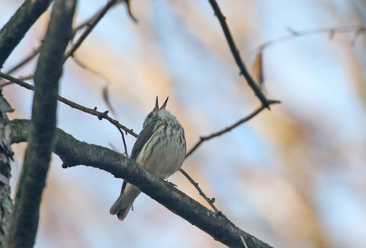 Louisiana Waterthrush - ML633961333