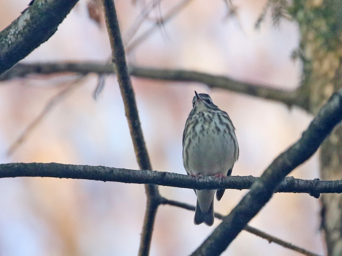 Louisiana Waterthrush - ML633961334
