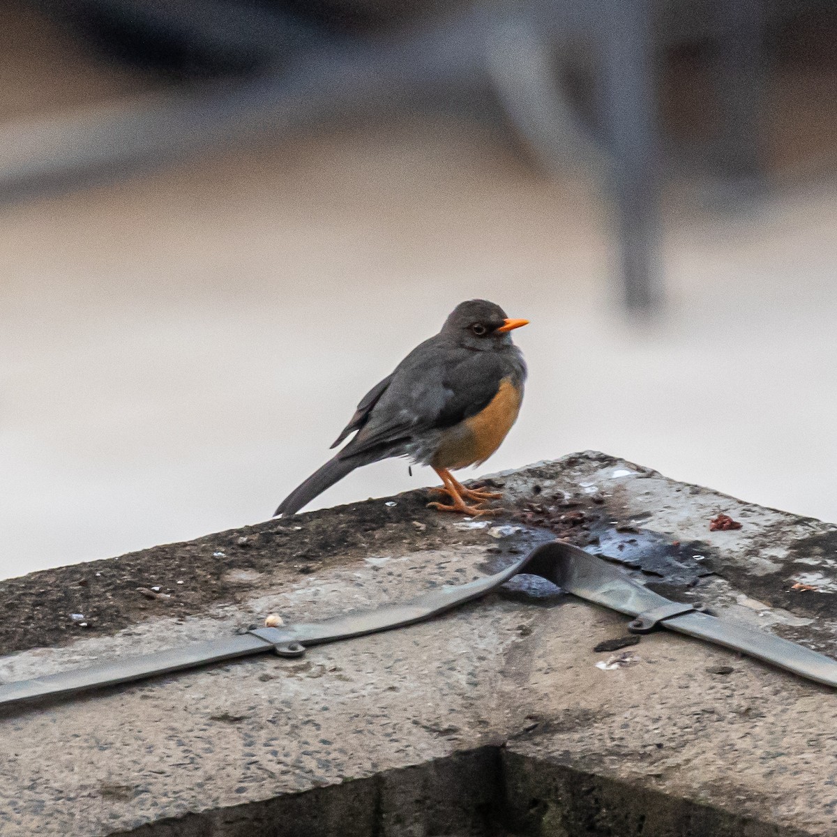 Abyssinian Thrush - ML633961397