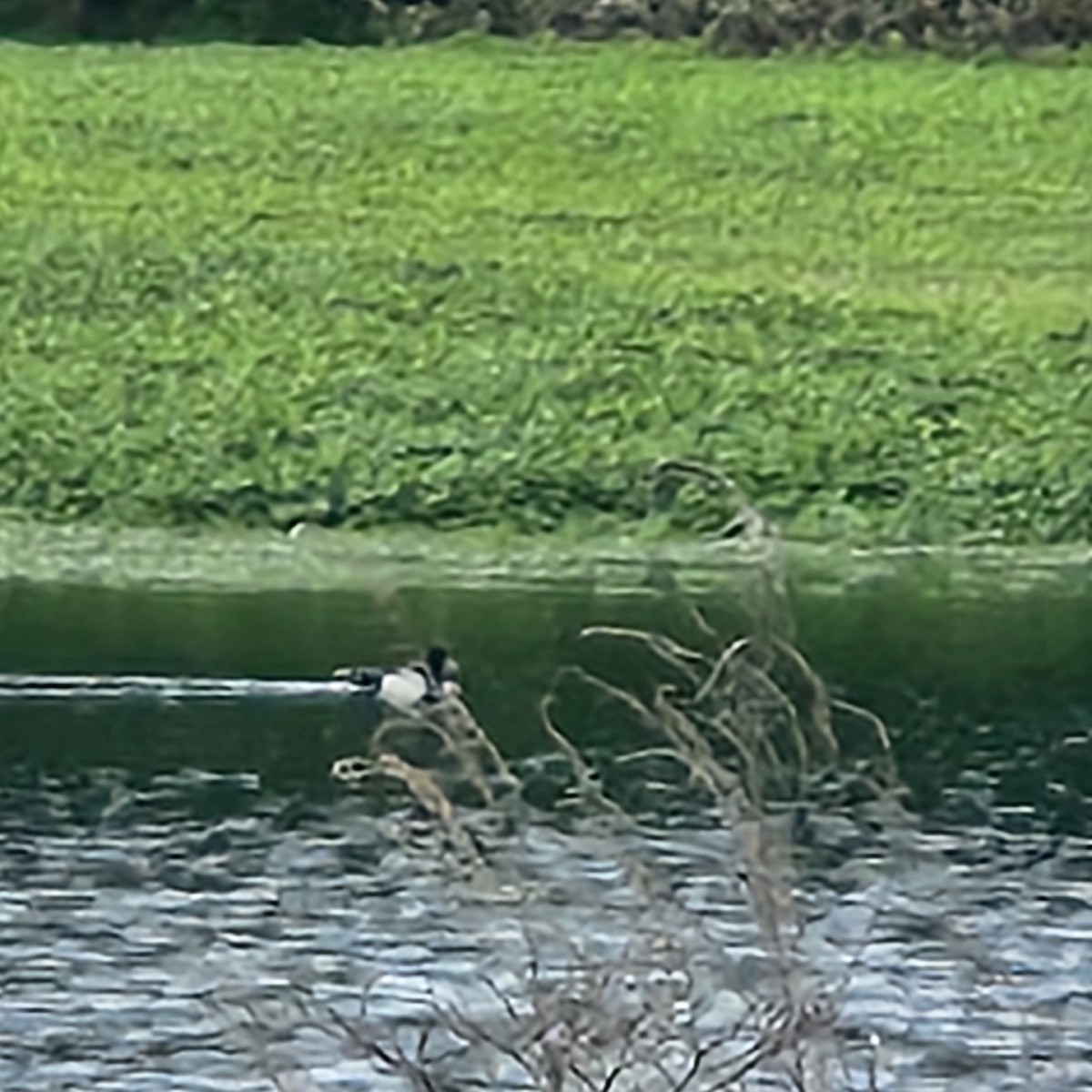 Lesser Scaup - ML633961450