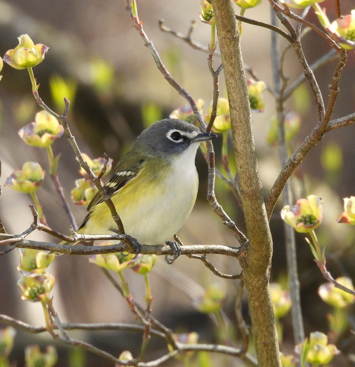 Blue-headed Vireo - ML633961469