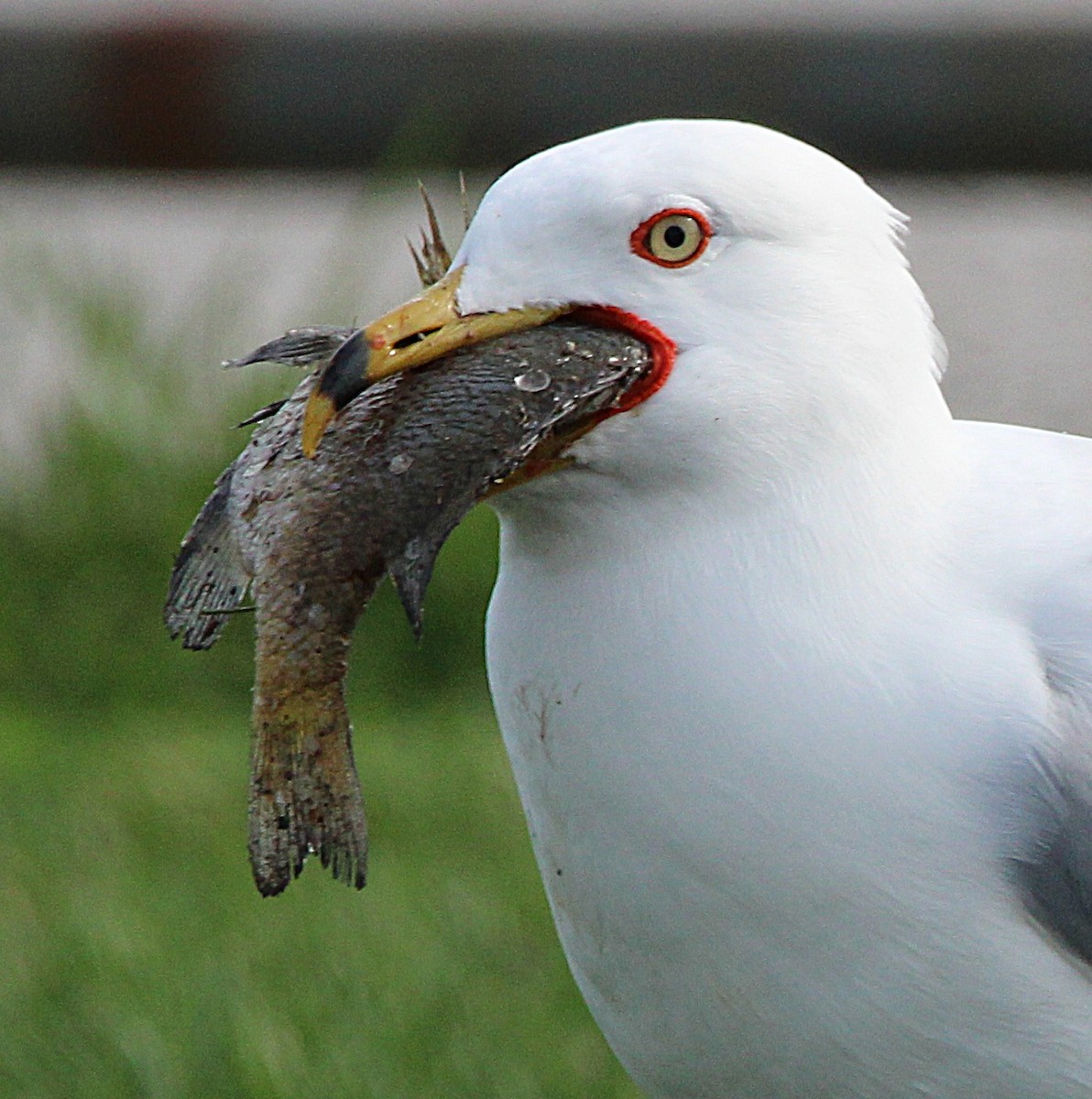 Ring-billed Gull - ML633961503