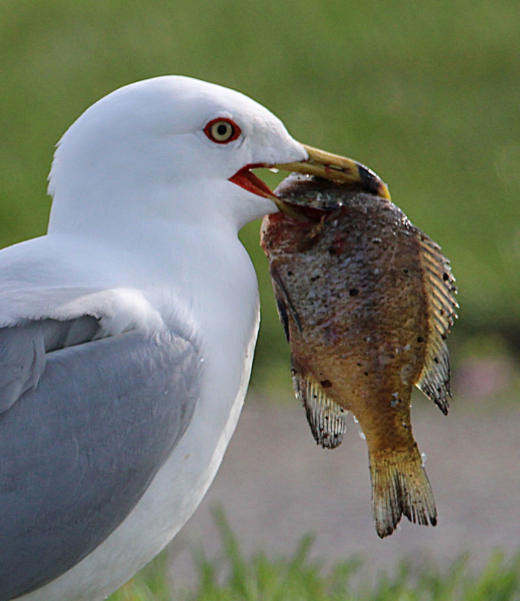 Ring-billed Gull - ML633961506