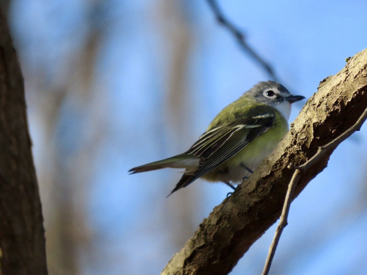 Blue-headed Vireo - ML633961865