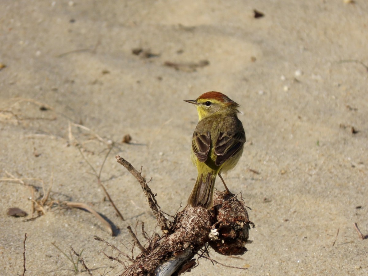 Palm Warbler - ML633961916