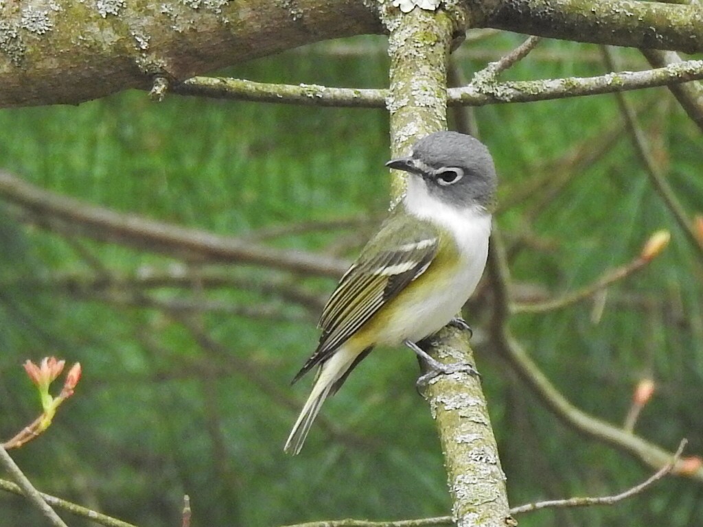 Blue-headed Vireo - ML633962073