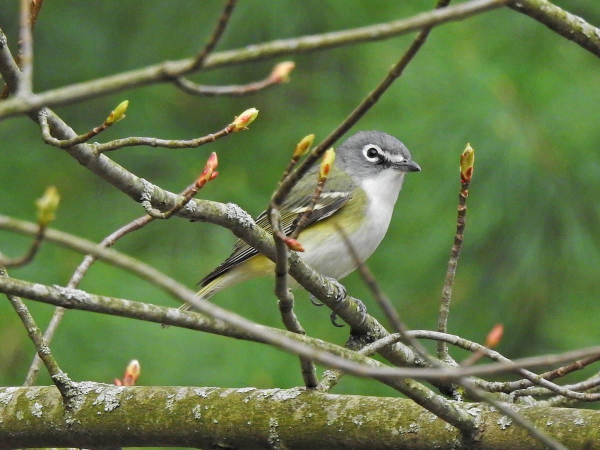 Blue-headed Vireo - ML633962074