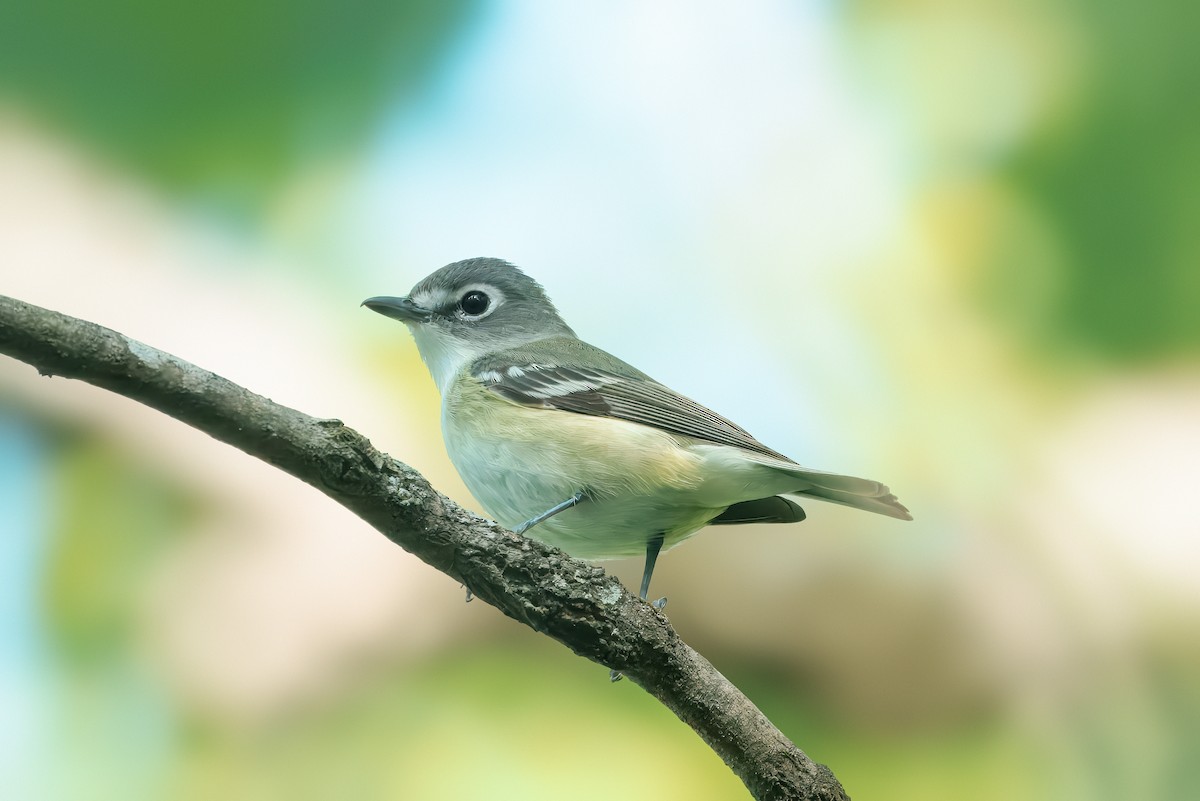 Blue-headed Vireo - ML633962195