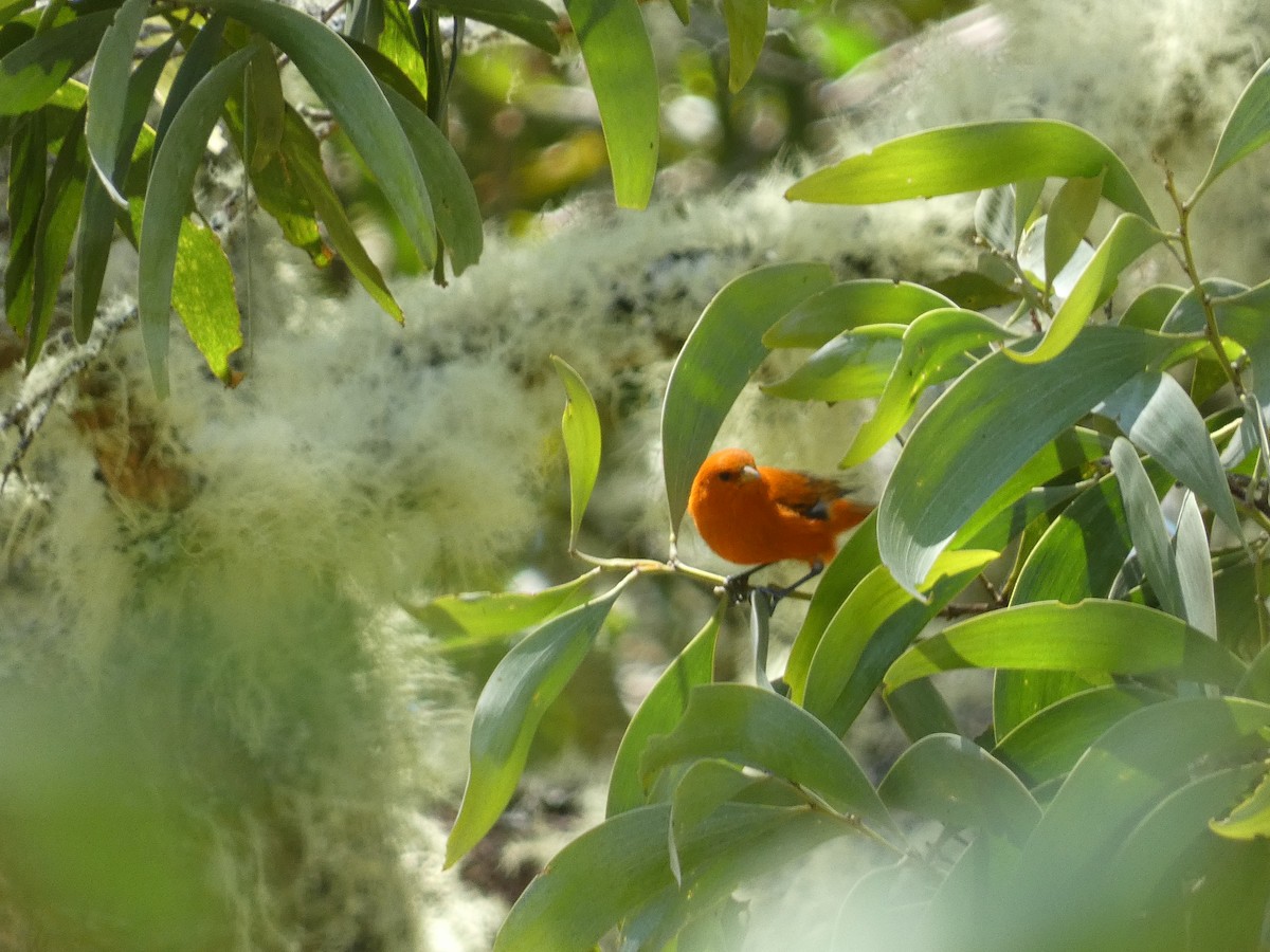 Hawaii Akepa - William Buswell