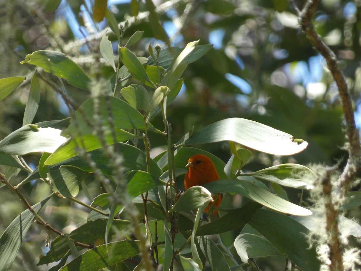 Hawaii Akepa - William Buswell