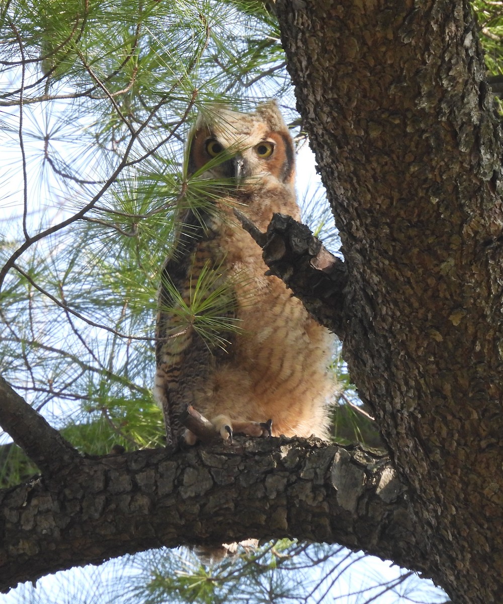 Great Horned Owl - ML633962210
