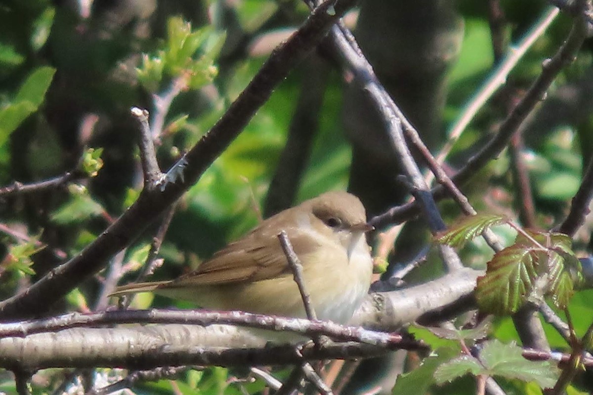 Garden Warbler - ML633962268