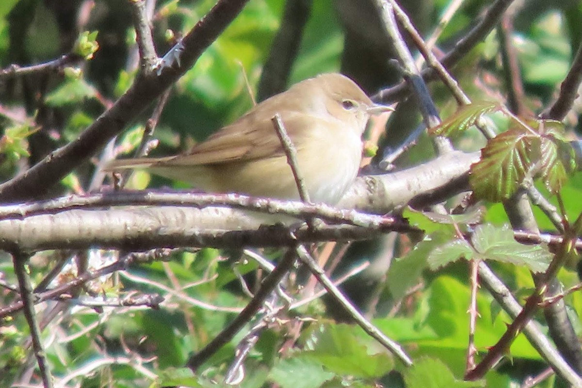 Garden Warbler - ML633962269