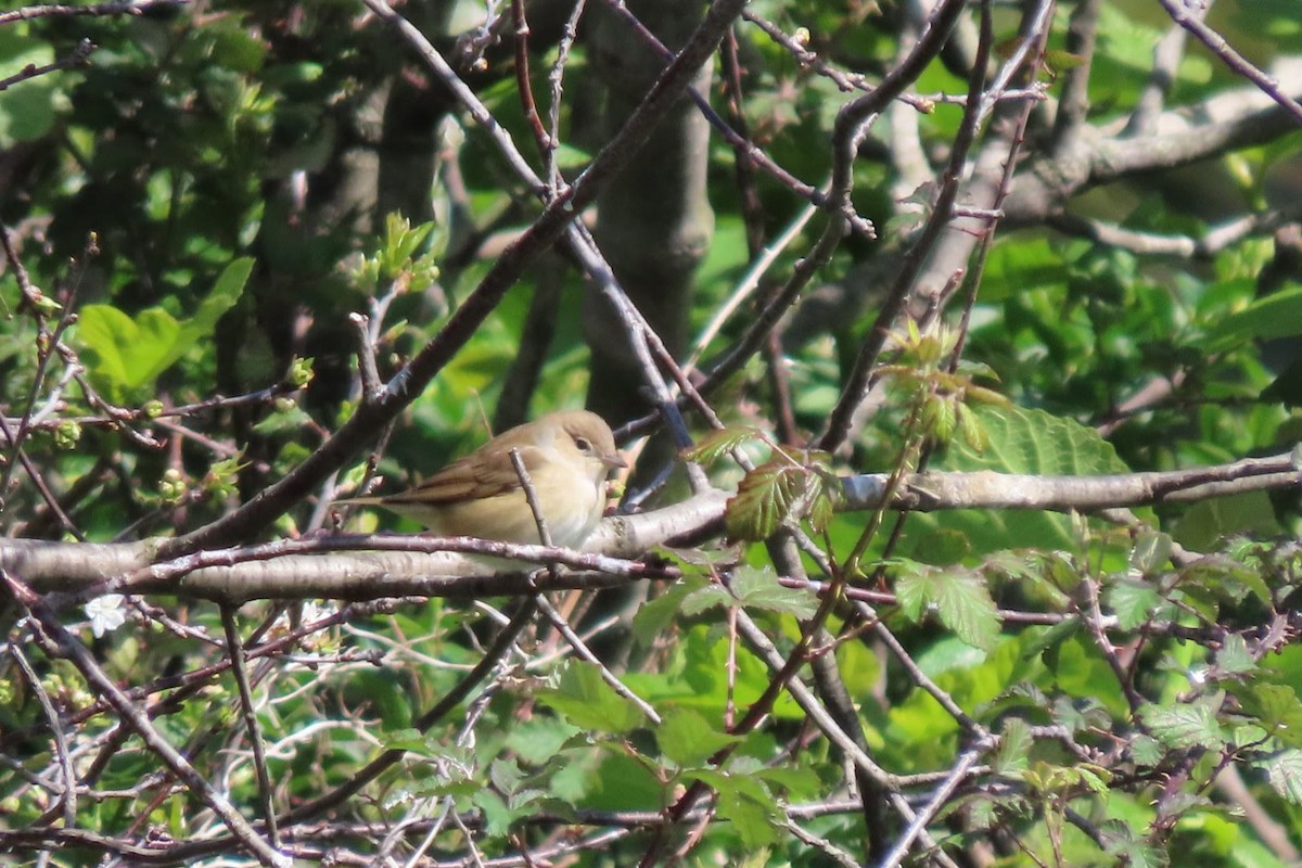 Garden Warbler - ML633962270