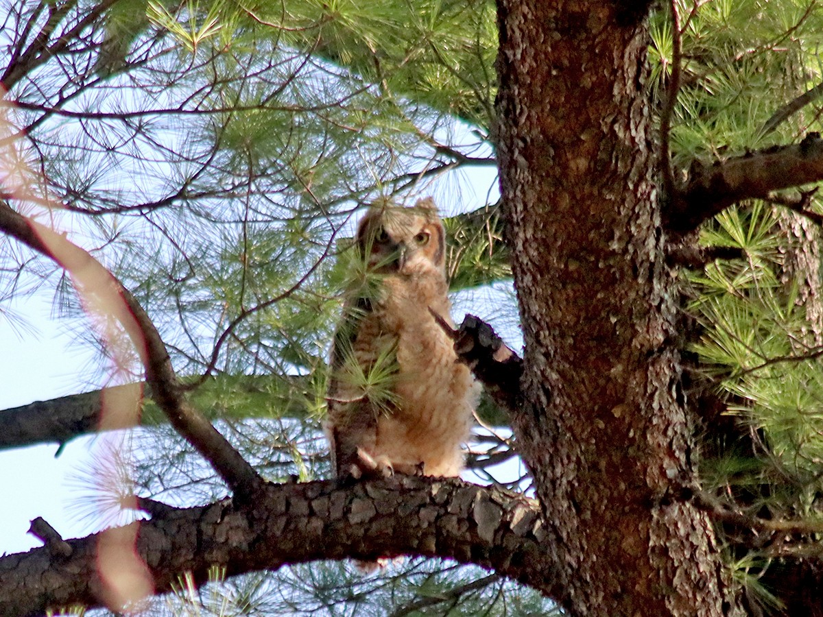 Great Horned Owl - ML633962295