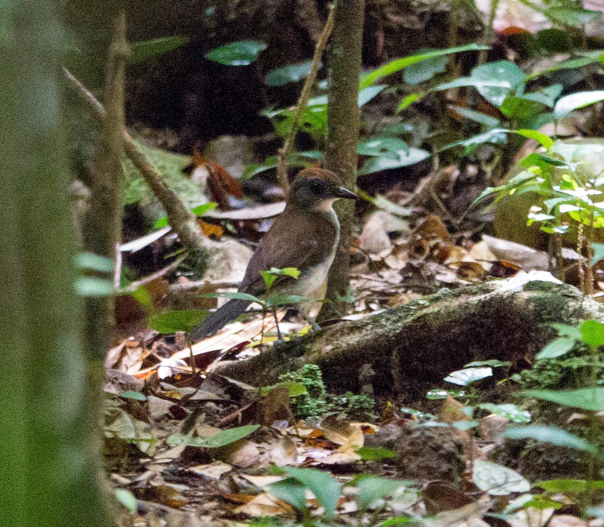 White-tailed Alethe - ML633962359