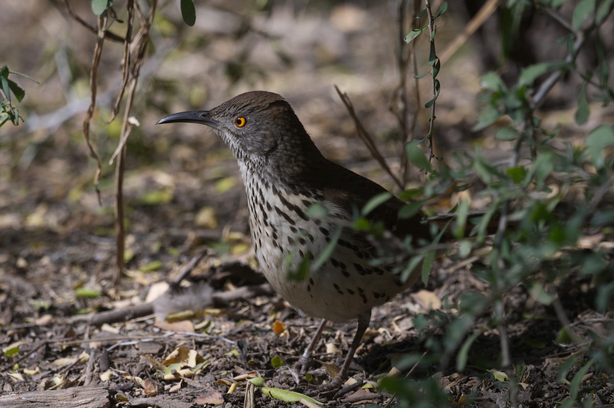 Long-billed Thrasher - ML633962426