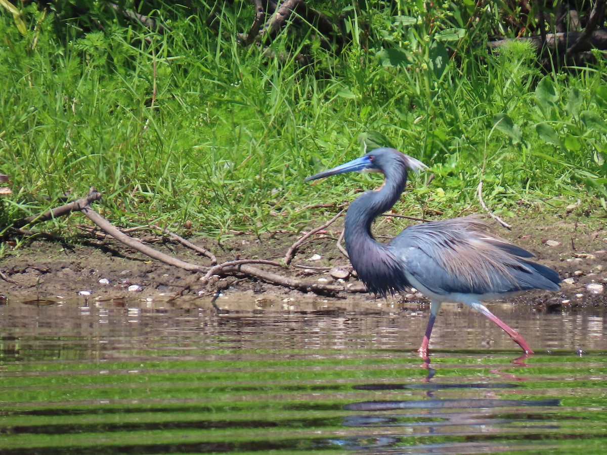 Tricolored Heron - ML633962501