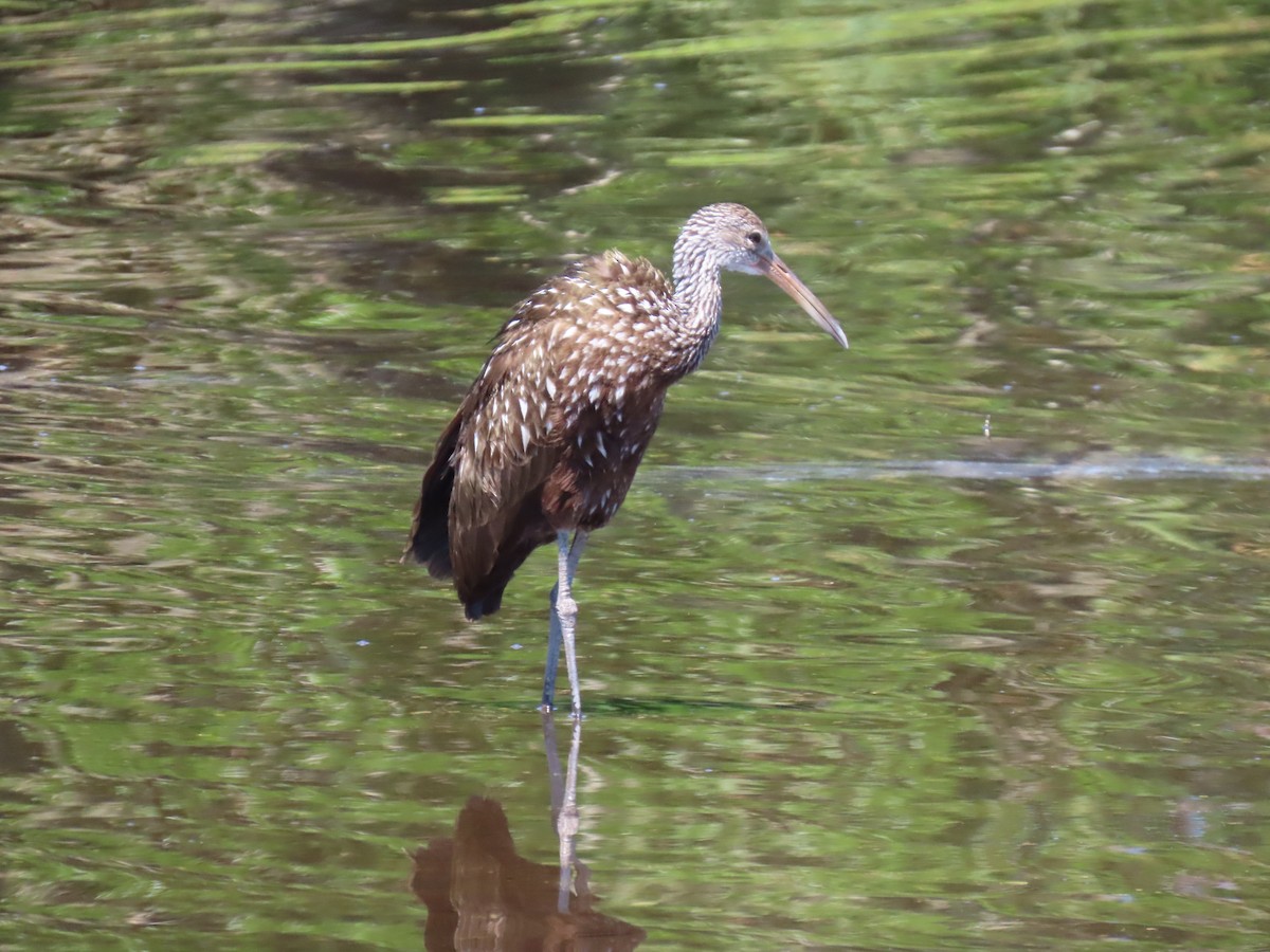 Limpkin - ML633962556