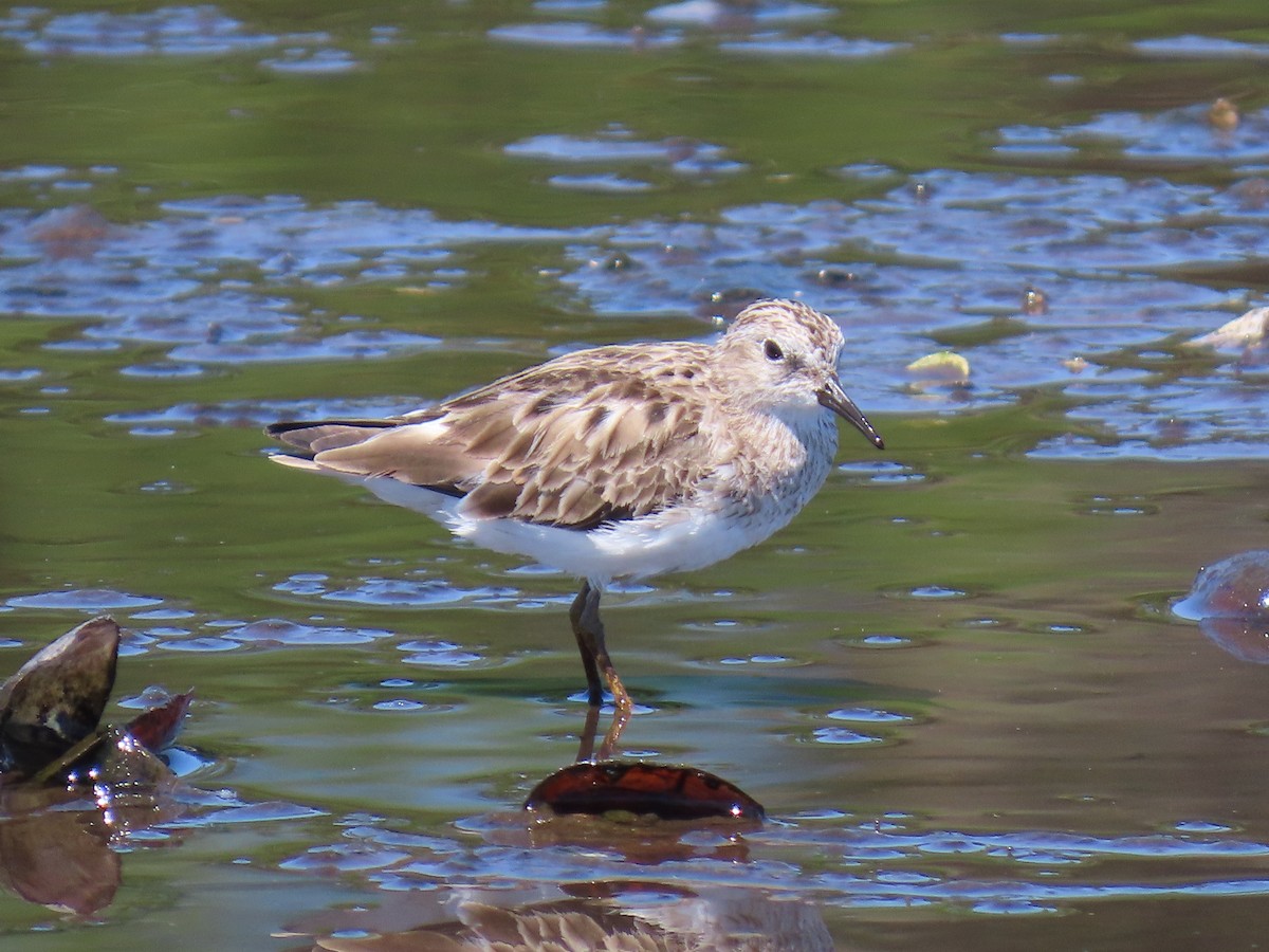 Least Sandpiper - ML633962573
