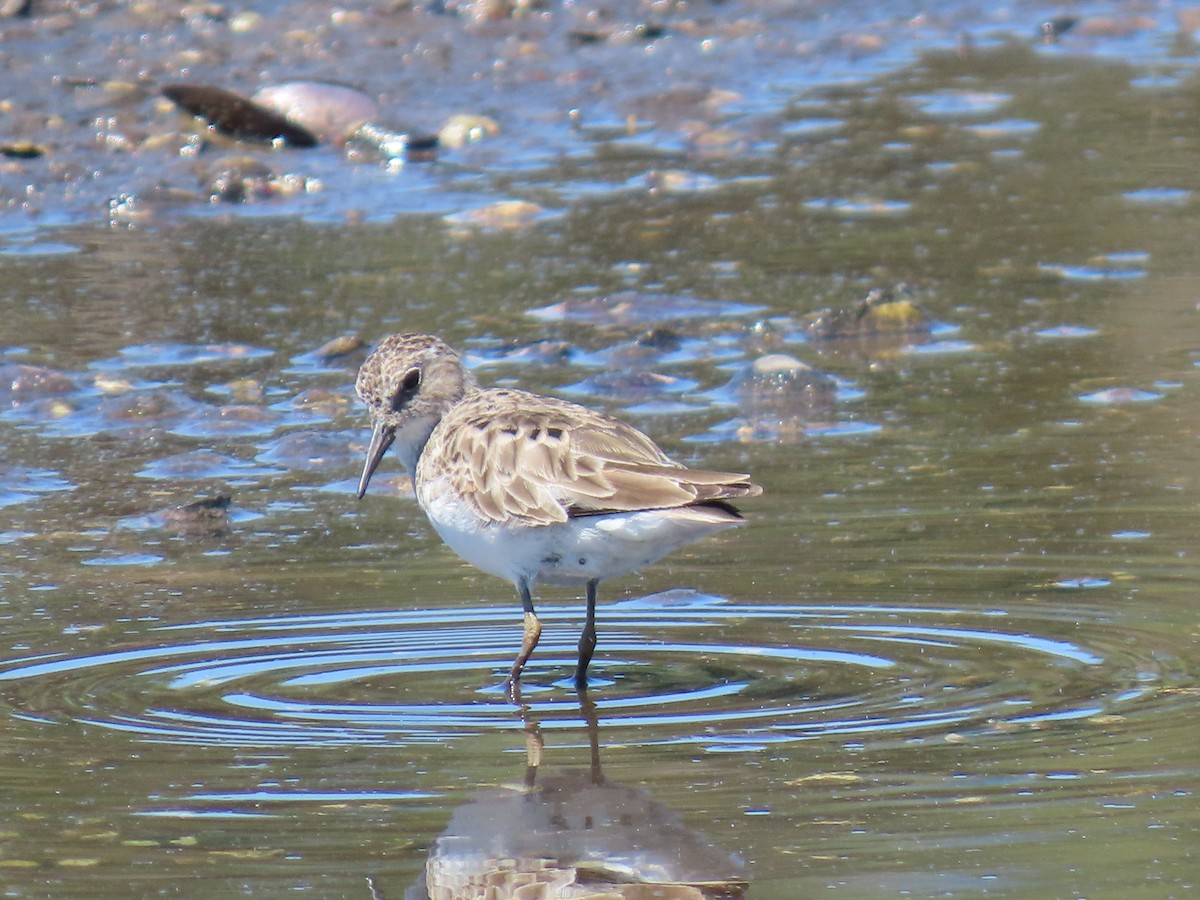 Least Sandpiper - ML633962591