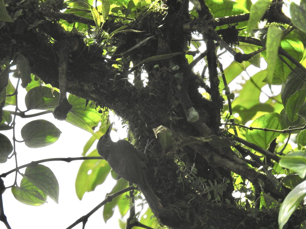 Spotted Woodcreeper - ML633962609