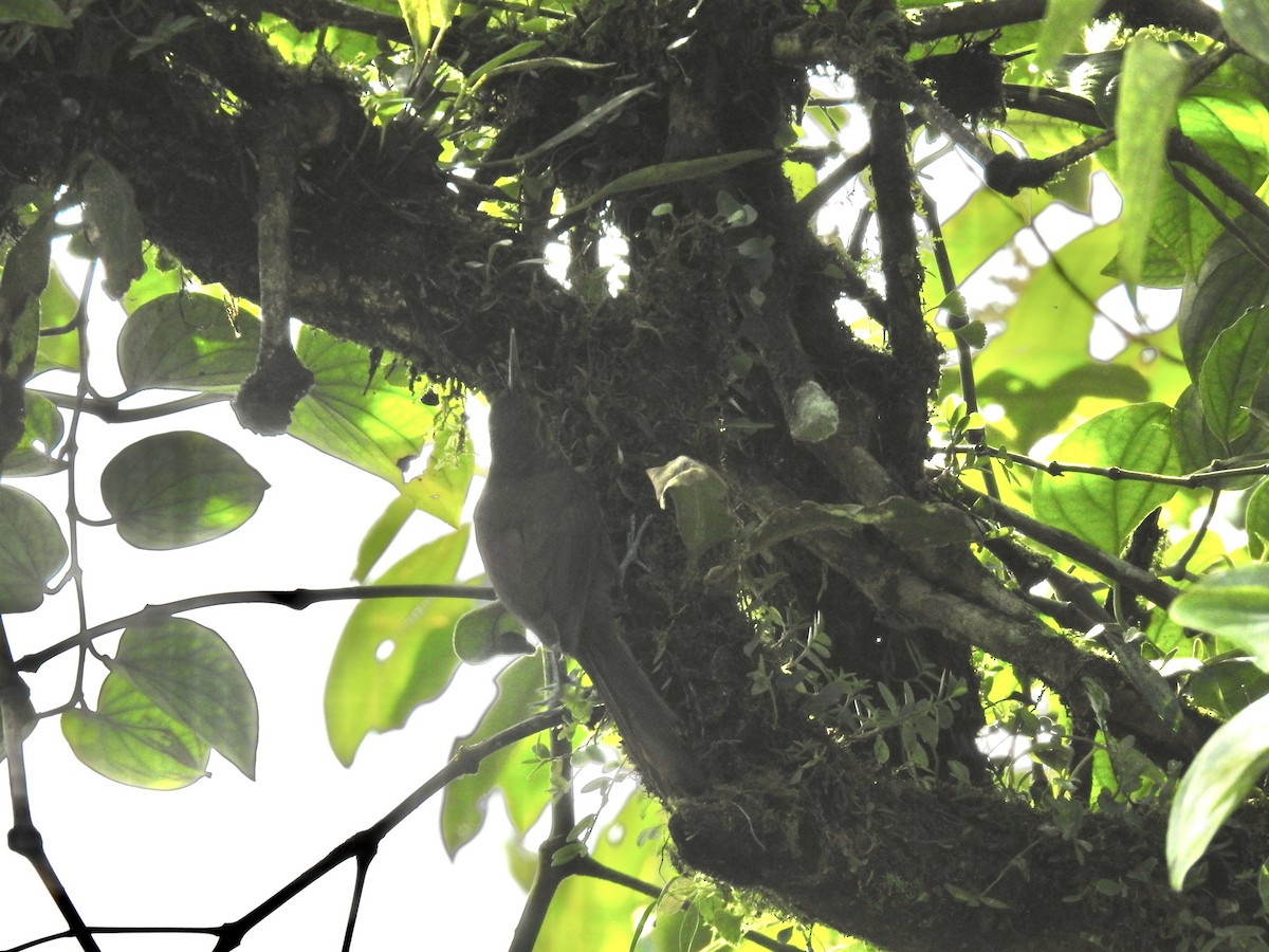Spotted Woodcreeper - ML633962629