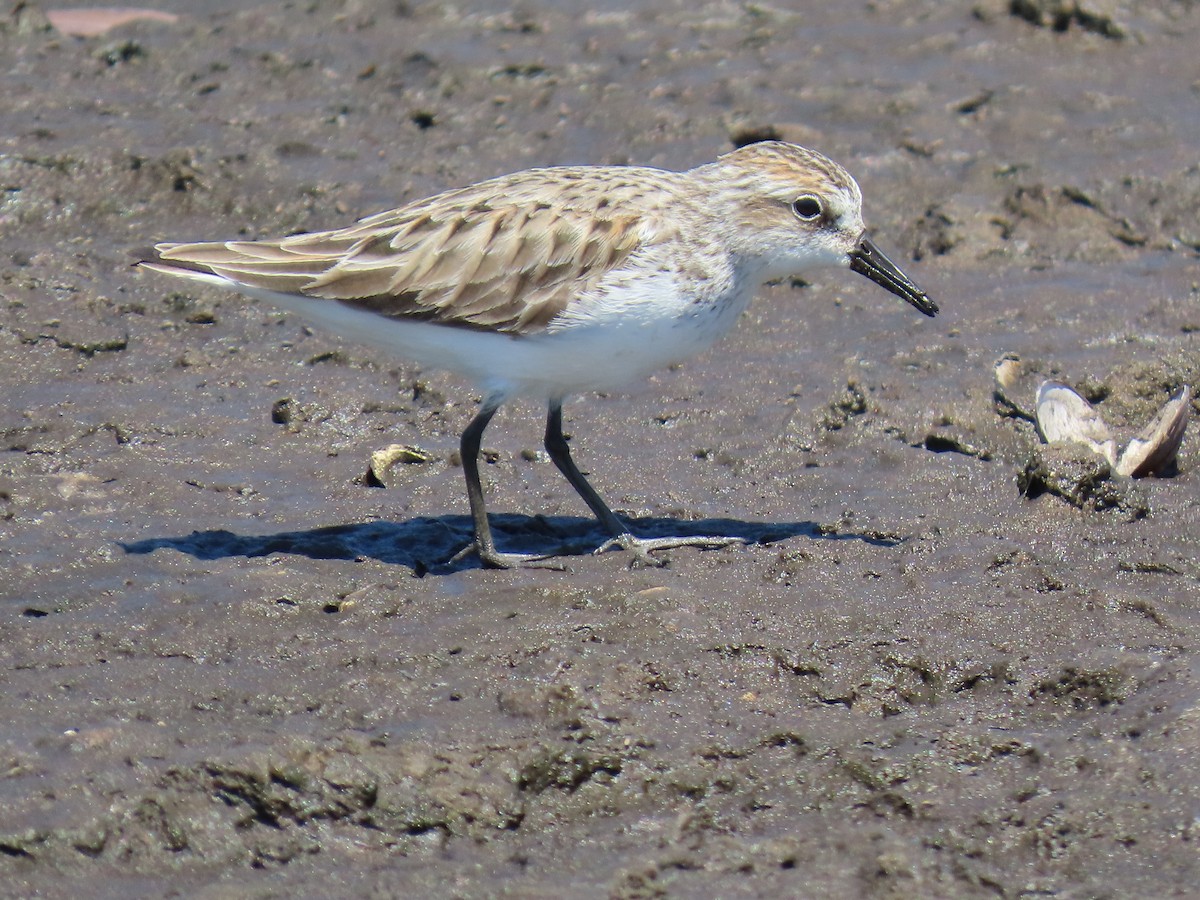 Western Sandpiper - ML633962642