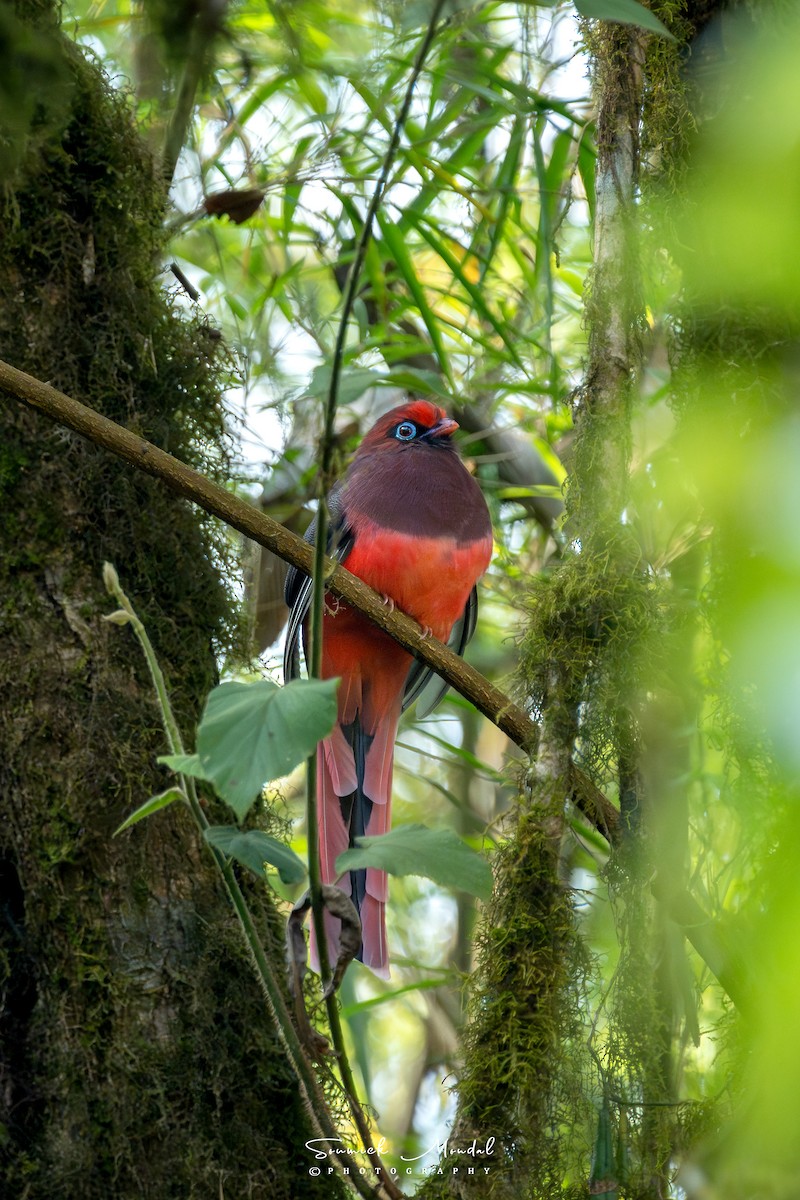 Ward's Trogon - ML633962658
