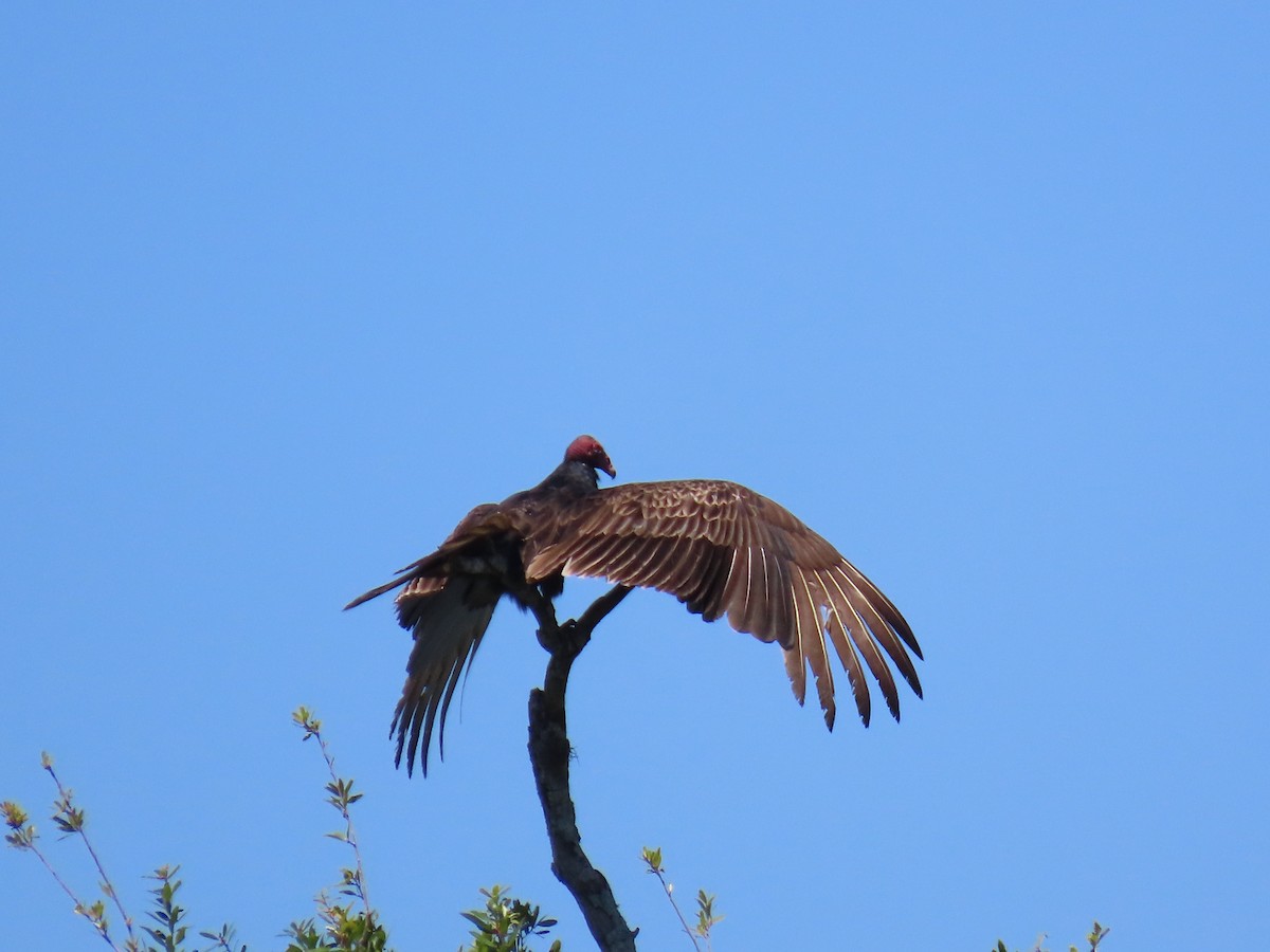 Turkey Vulture - ML633962699