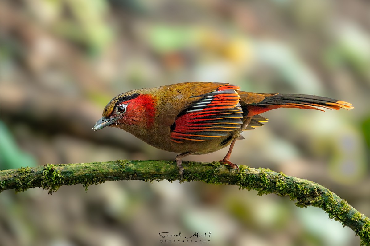 Red-faced Liocichla - ML633962877