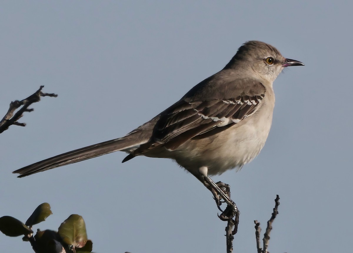 Northern Mockingbird - ML633962948