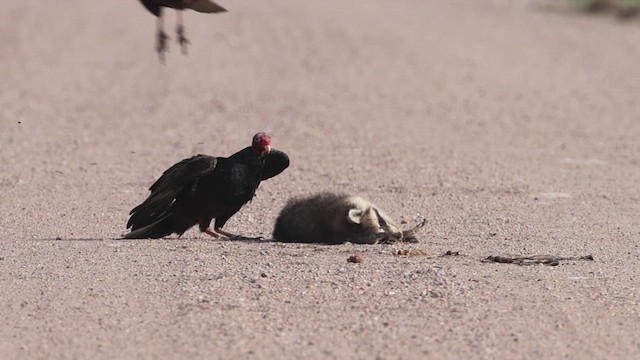 Turkey Vulture - ML633962975