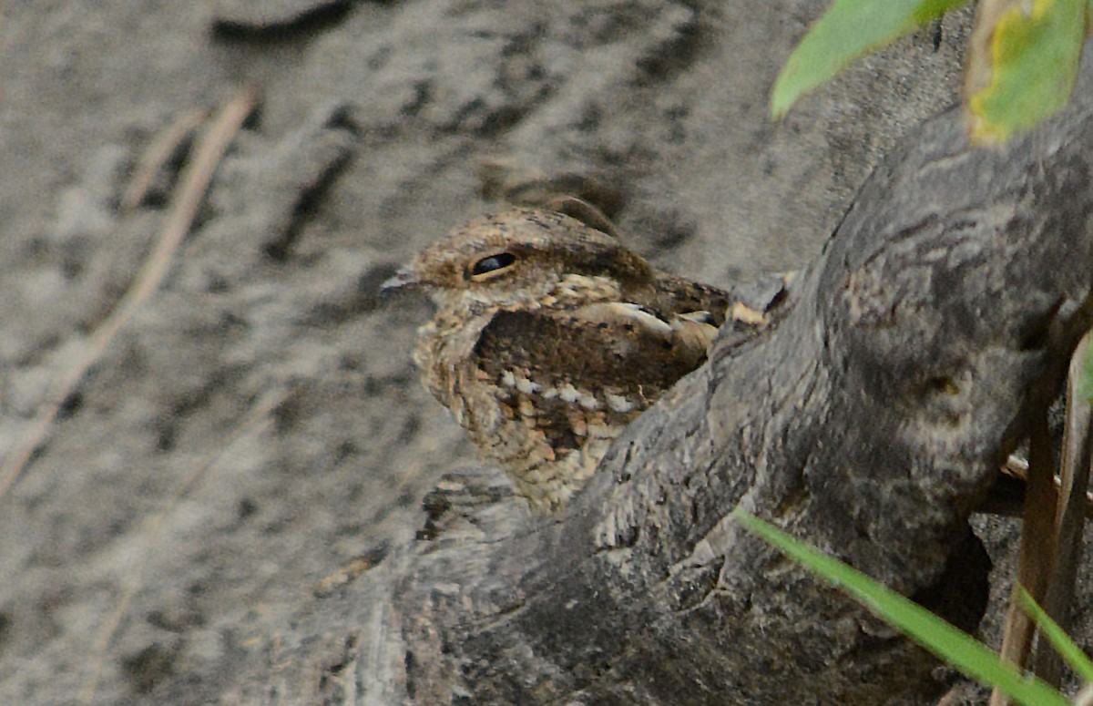 Ladder-tailed Nightjar - ML633963016