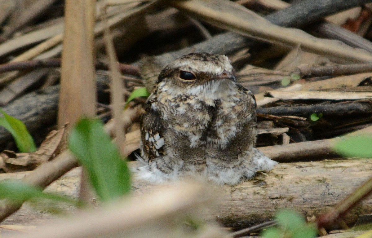 Ladder-tailed Nightjar - ML633963017