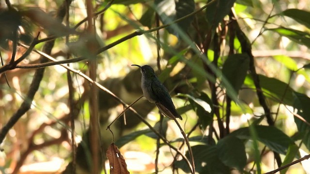 Santa Marta Sabrewing - ML633963170