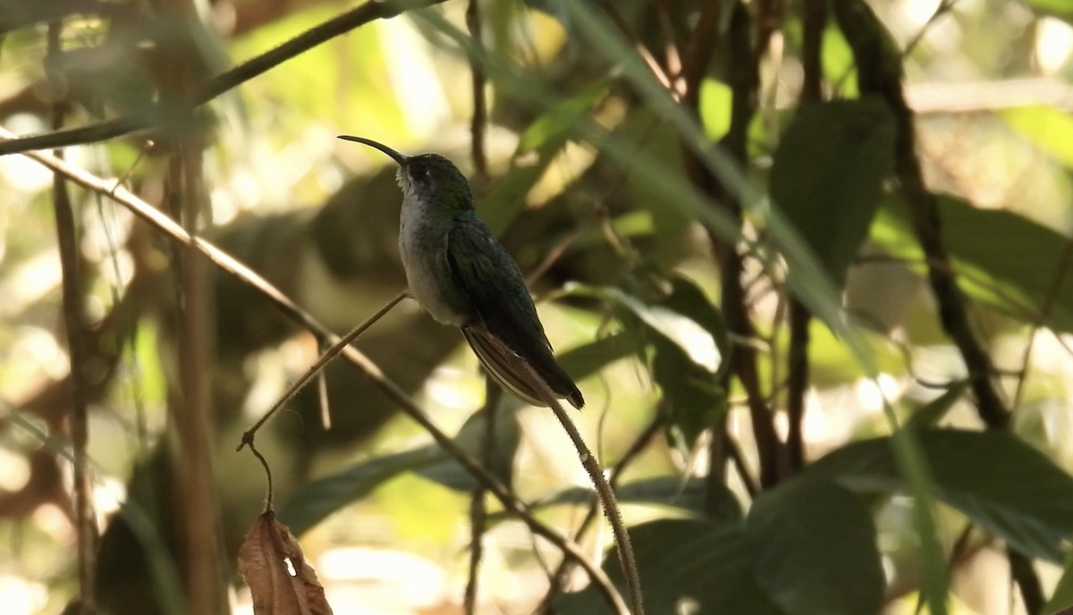 Santa Marta Sabrewing - ML633963191