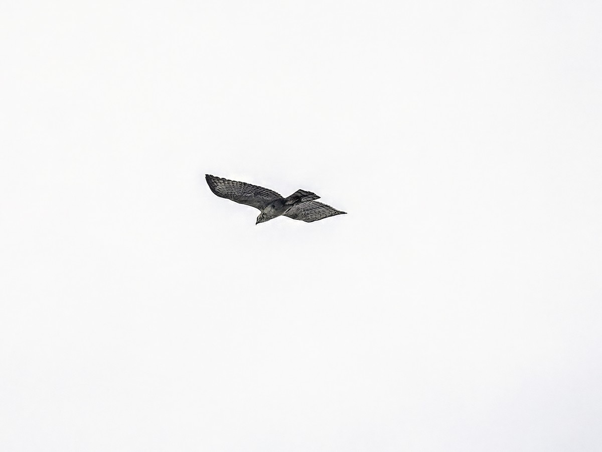 Black-and-chestnut Eagle - ML633963204