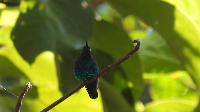 Santa Marta Sabrewing - ML633963230