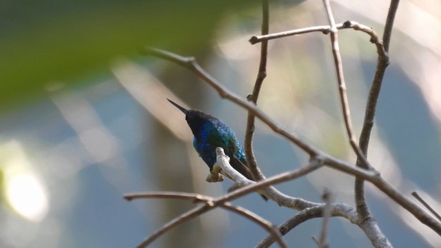 Santa Marta Sabrewing - ML633963232