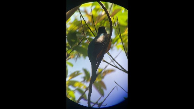 Collared Trogon (Orange-bellied) - ML633963251