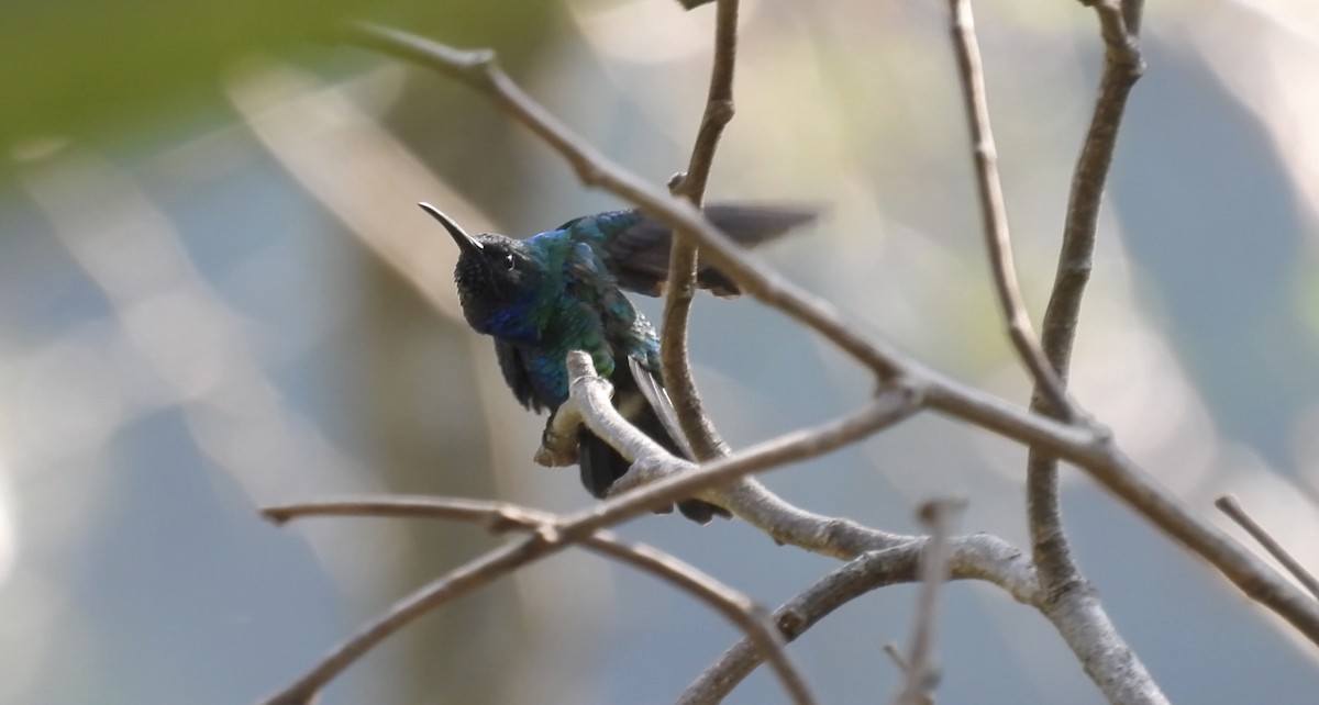 Santa Marta Sabrewing - ML633963290