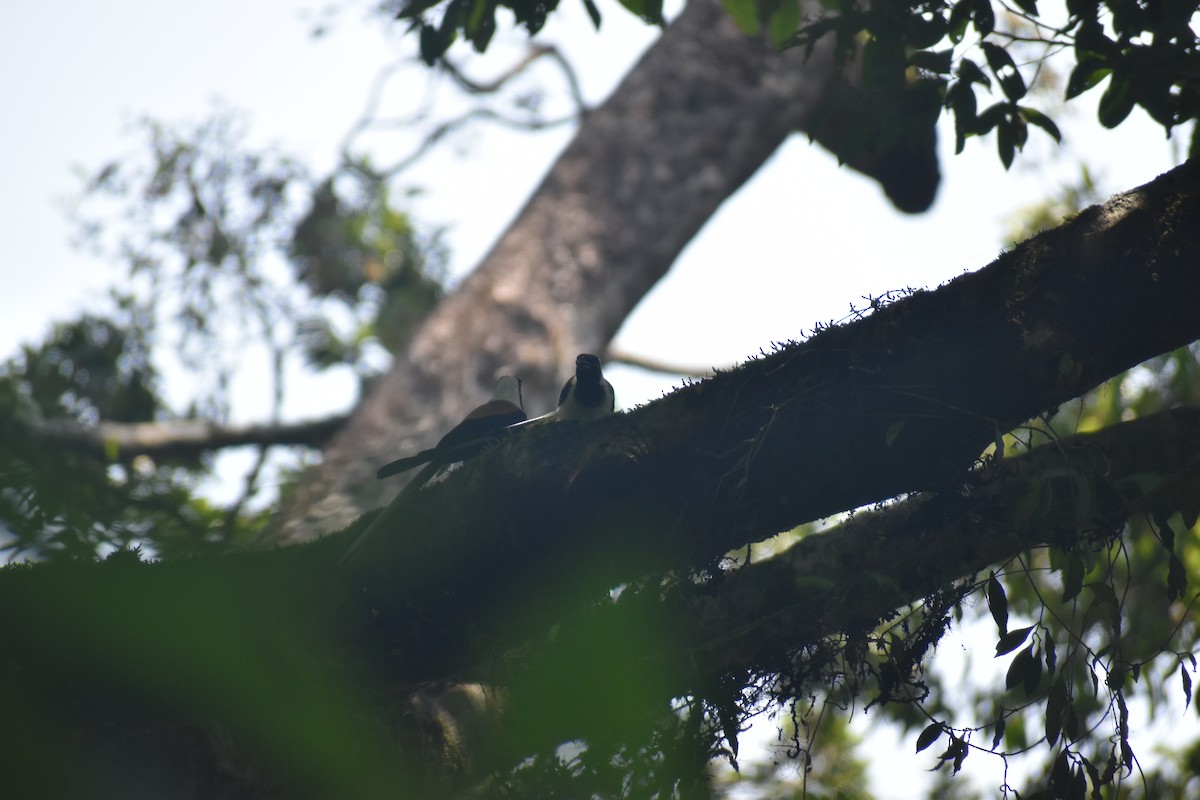 White-bellied Treepie - ML633963291