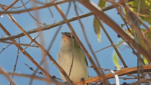 Chivi Vireo - ML633963398
