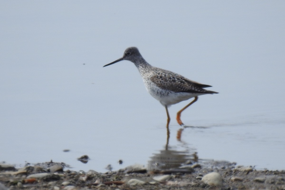 Greater Yellowlegs - ML633963468