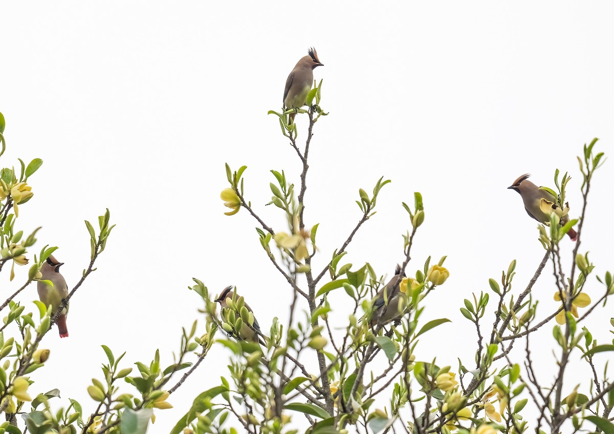 Japanese Waxwing - ML633963492