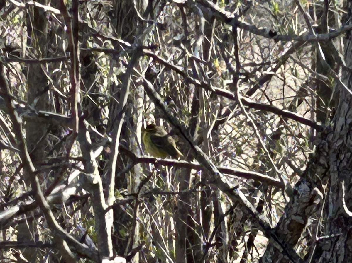 Palm Warbler - ML633963606